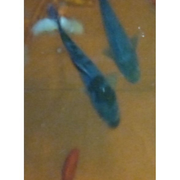 

ikan koi