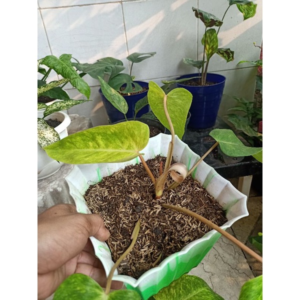 Philodendron Domesticum