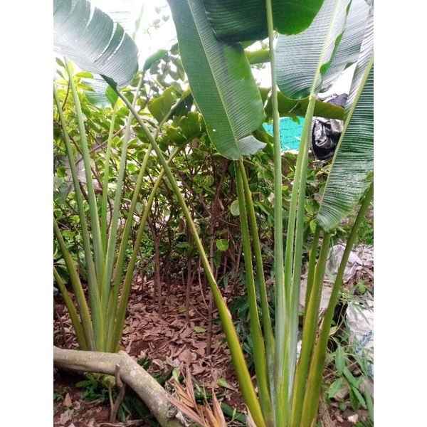 Jual Pohon Pisang Kipas Shopee Indonesia