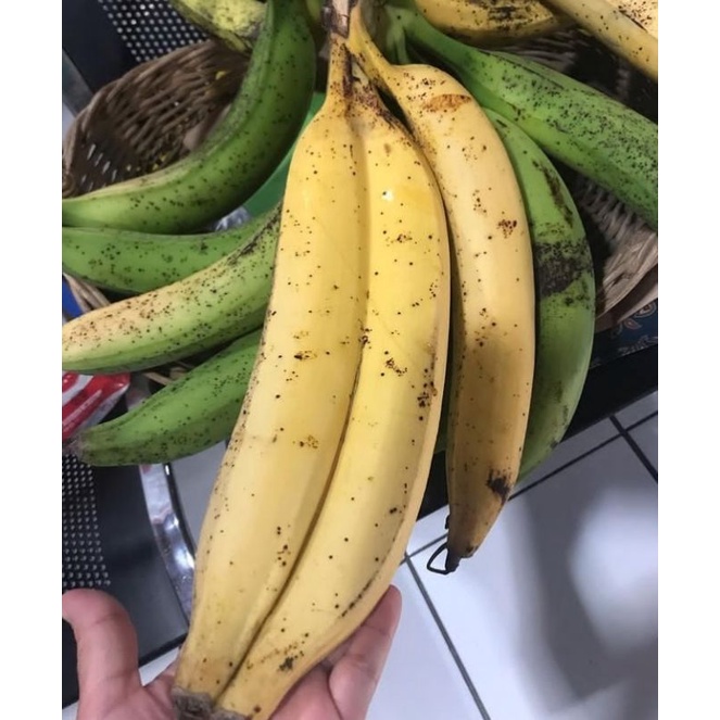 

PISANG TANDUK 1 BUAH/ BUAH PISANG TANDUK FRESH