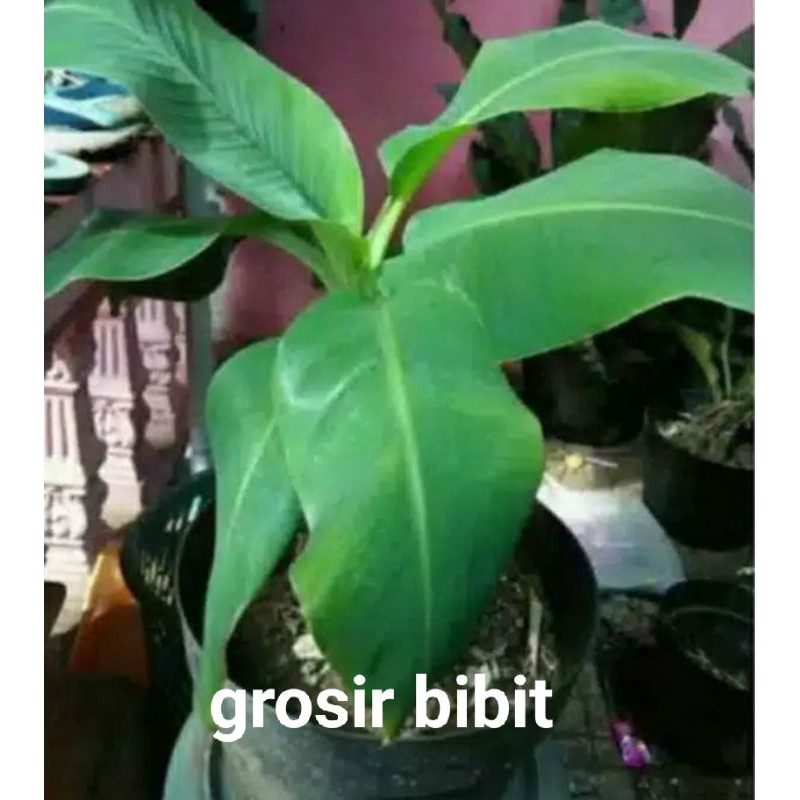 Bibit pisang Brazil ( pisang mini)