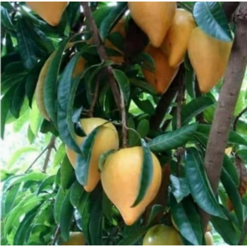 Buah Alkesah - Buah Herbal Sawo Mentega (Alkesah)