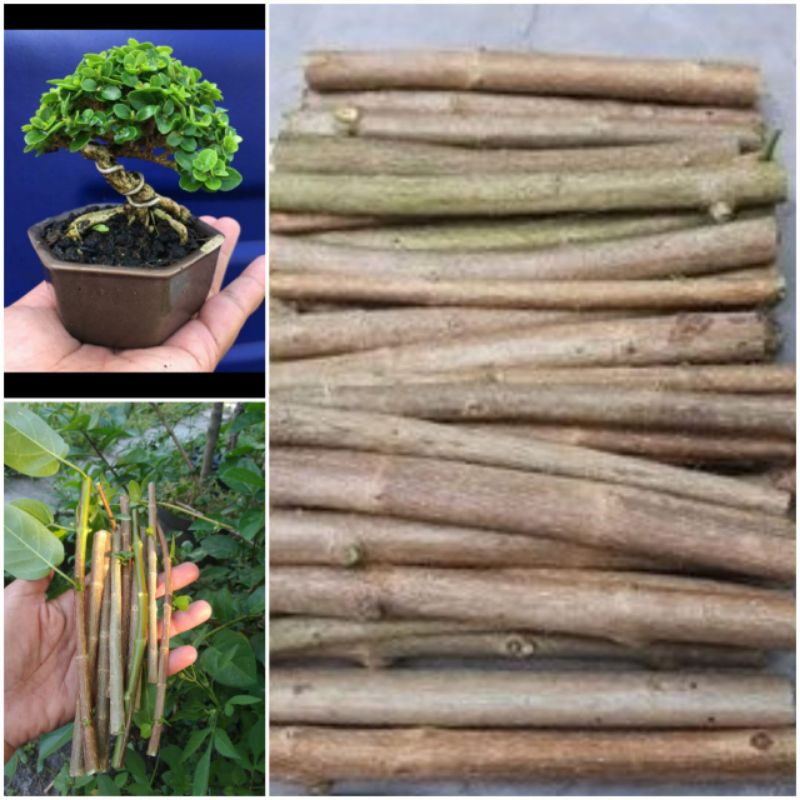 5 biji stek batang bonsai Sancang ori/bonsai sancang
