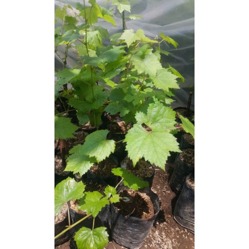 Bibit Anggur Import Harold Hasil Grafting