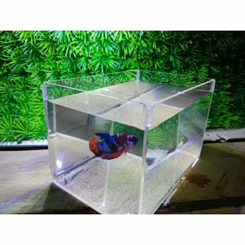 SOLITER SELFIE 15x10x10