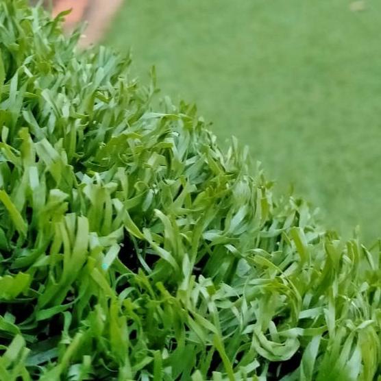 BISA COD rumput sintetis second kondisi 80%