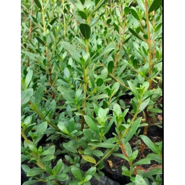 bibit santigi karang hasil semaibiji