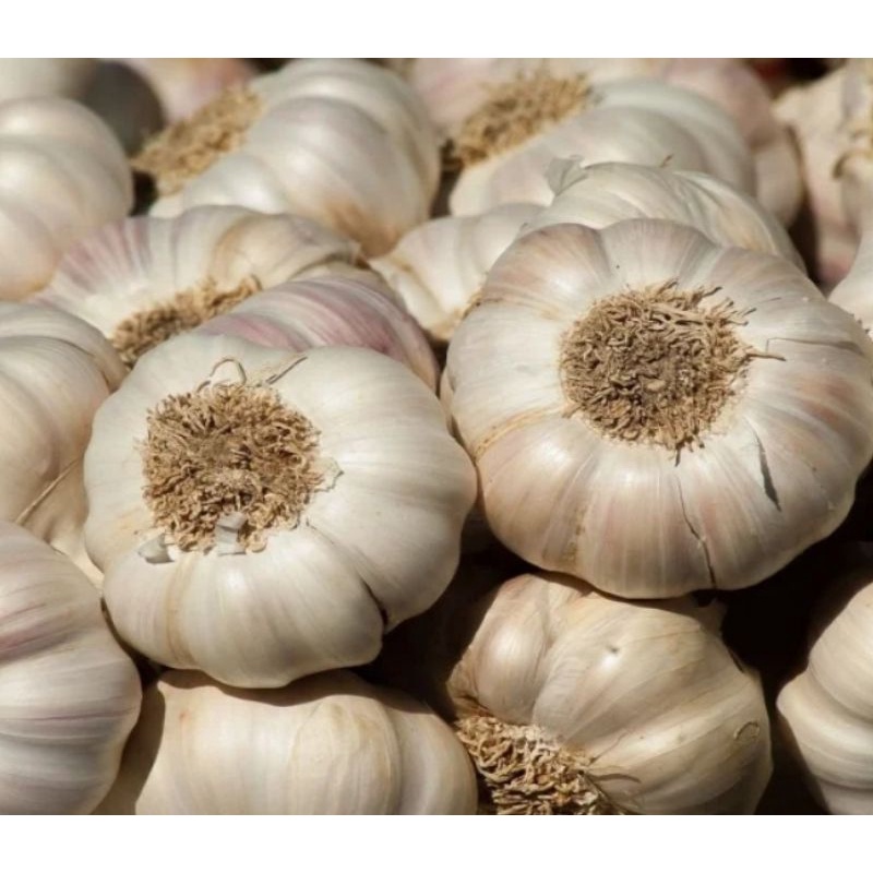 

Bawang putih SUPER 1kg