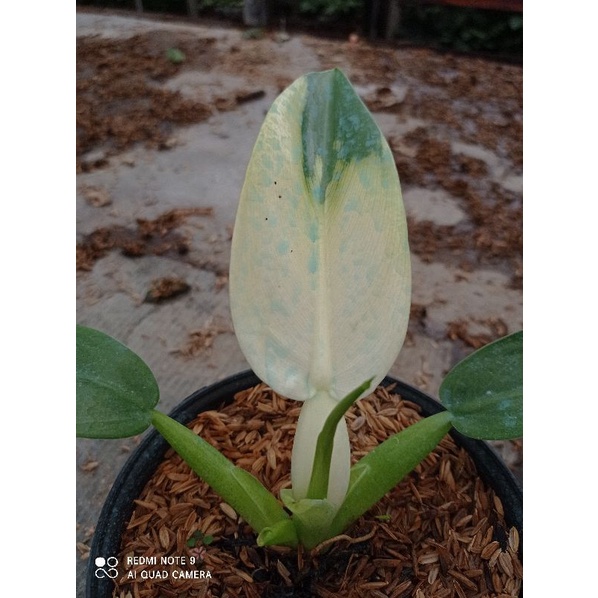 Tanaman Hias Philo Katak Variegata