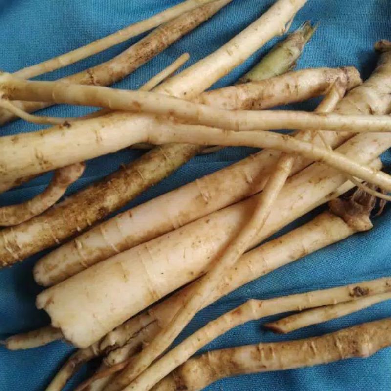 

AKAR PEPAYA SEGAR