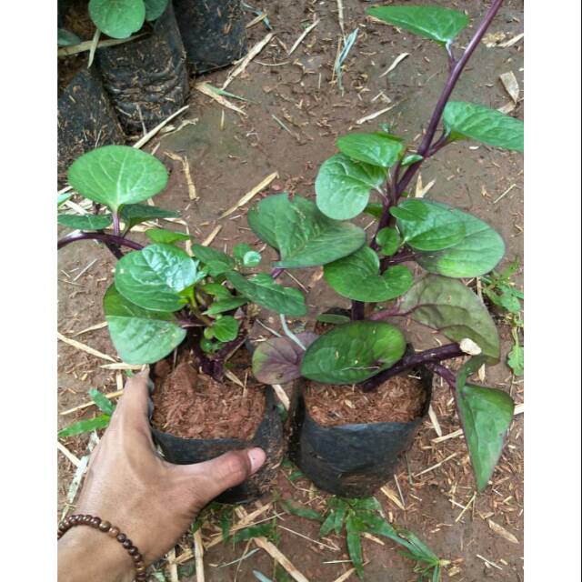 PROMO Grosir Tanaman Herbal Binahong Merah - Tanaman Binahong Merah - Tanaman Herbal Binahong