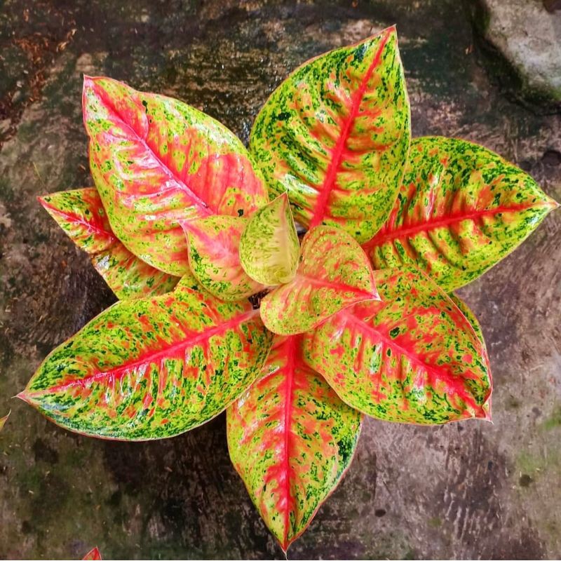 AGLONEMA MAHASETY / AGLAONEMA MAHASETI / TANAMAN HIAS AGLONEMA MAHASETY MURAH( SRIREJEKI / AGLONEMA)