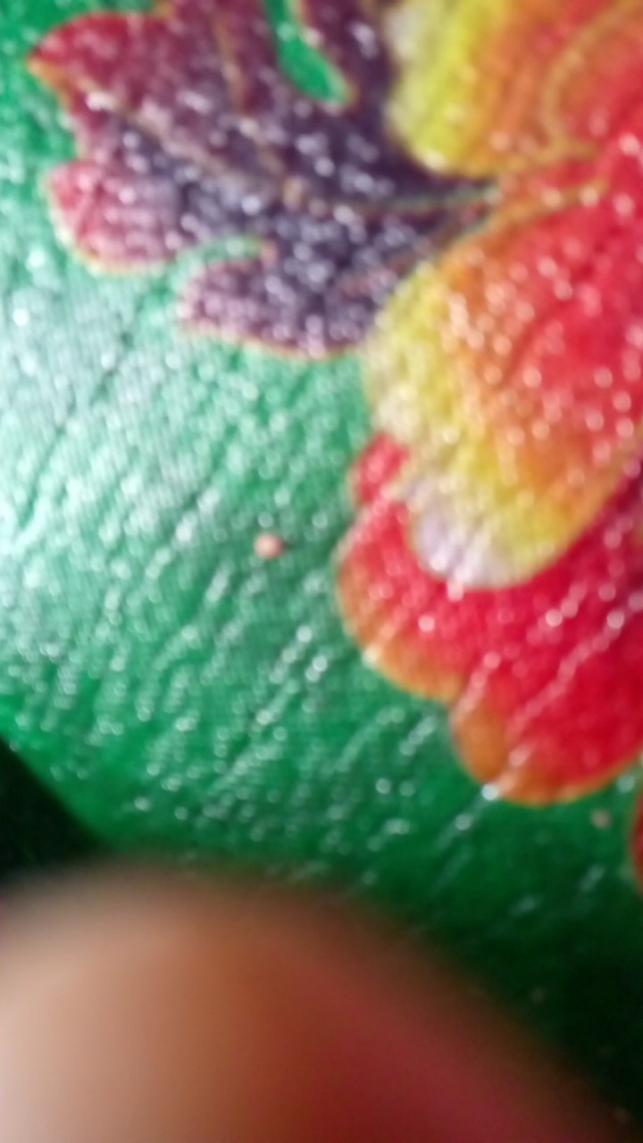 [sm88] Pisau Buah Sayur Makanan Pisau Dapur Murah Berkualitas