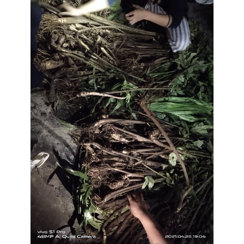 bonggol alocasia Jacklyn sedang