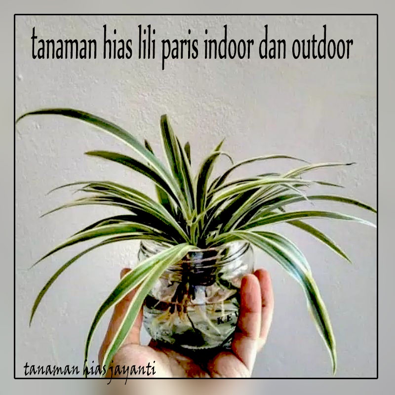 Tanaman Hias Hidup Murah Lili Paris Bunga Hiasan Rumah dan Taman indoor Outdoor