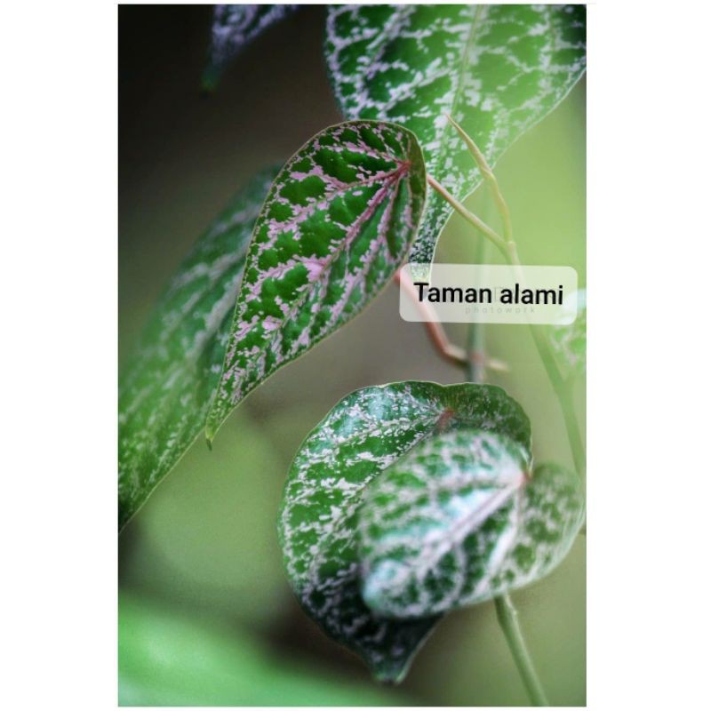 tanaman herbal sirih merah - sirih merah - tanaman sirih merah