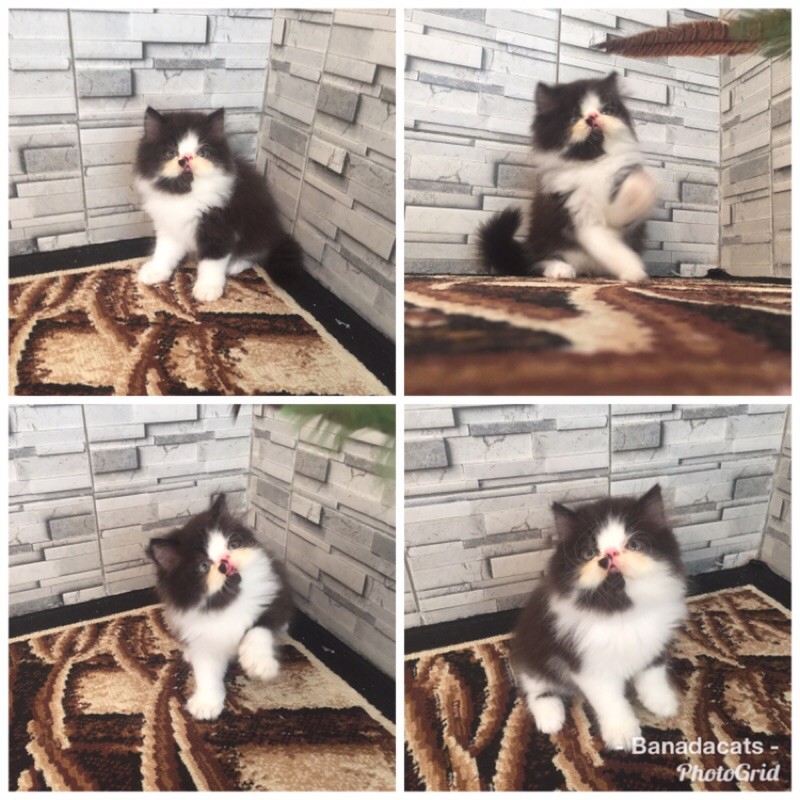 Kucing persia peaknose