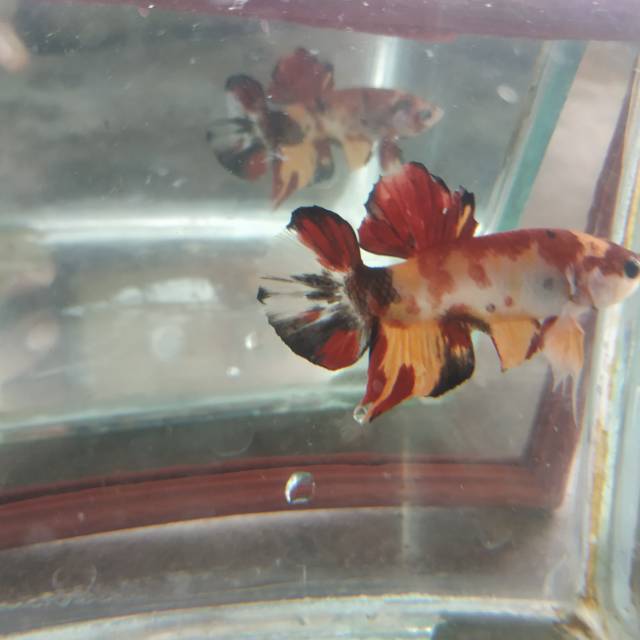 

Cupang Koi Emerald