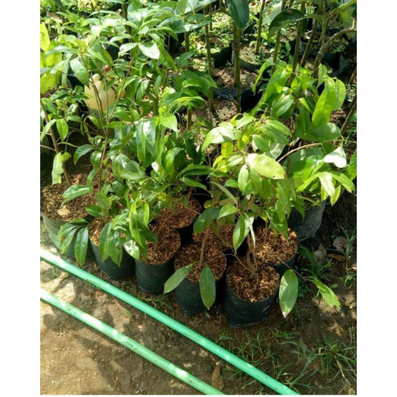 Bibit Tanaman Buah Leci Merah-Bibit Hasil Okulasi-Bibit Buah Leci Merah