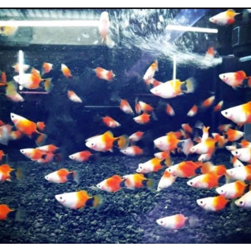 

ikan Carolina Mickey mouse