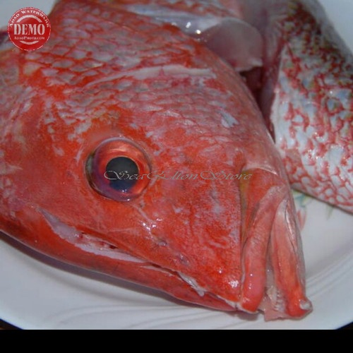 

Kepala Ikan Kakap Merah Segar / Snnaper Heads