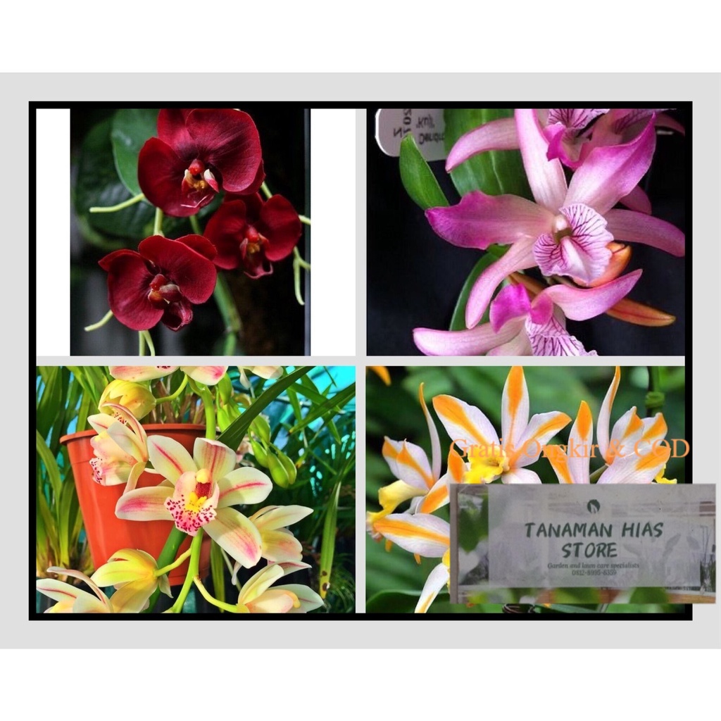PROMO COD Tanaman Hias 3 Paket Murah Anggrek Tanah Hidup - Bunga  hidup Murah (tanaman hidup bunga hidup cantik cantik murah kembang hidup asli pohon viral 2021)