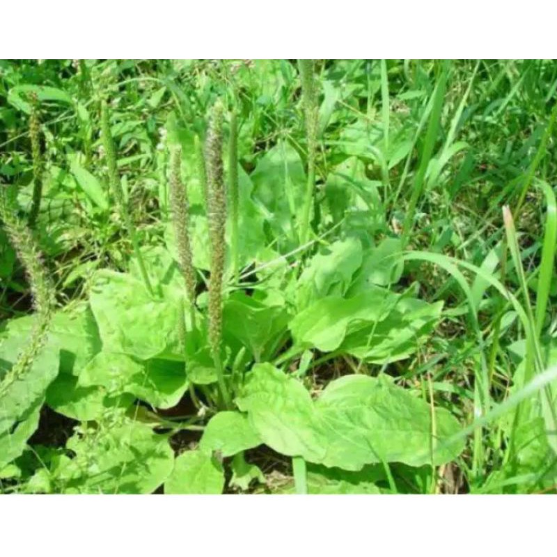 

daun ki urat 250 gram obat herbal