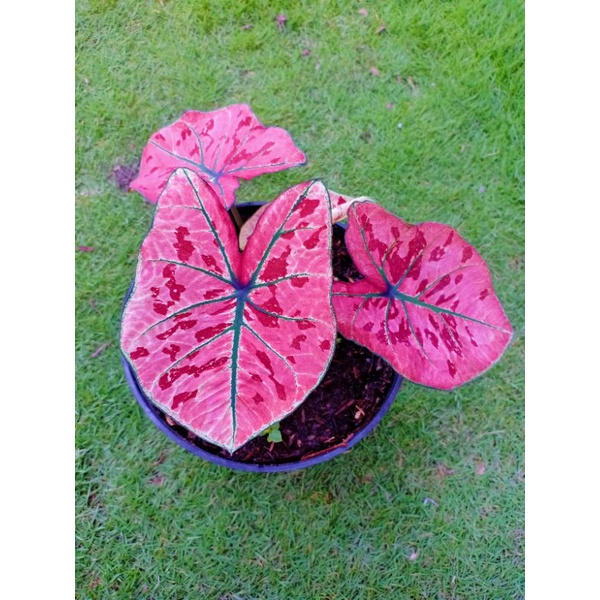 Bibit Caladium Keladi Pink Guava Impor Hybrid Thailand Tanaman Hias