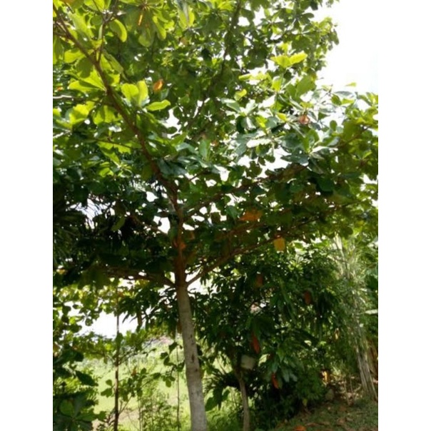 bibit pohon ketapang laut