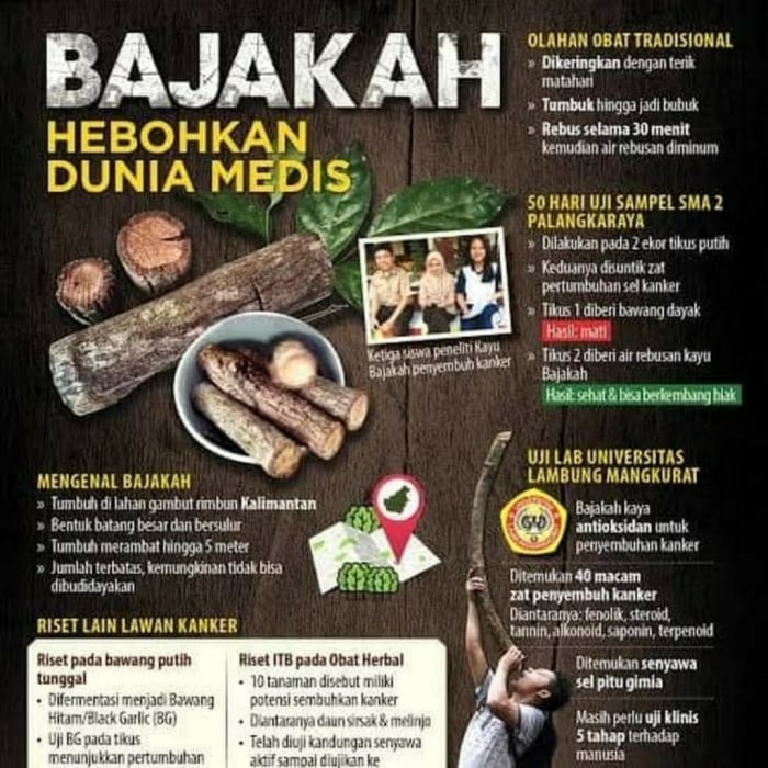 bajakah - kayu bajakah - akar bajakah -bajakah kuning asli kalimantan