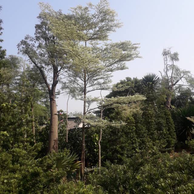 Jual pohon ketapang kencana varigata asli tinggi 4 5 meter
