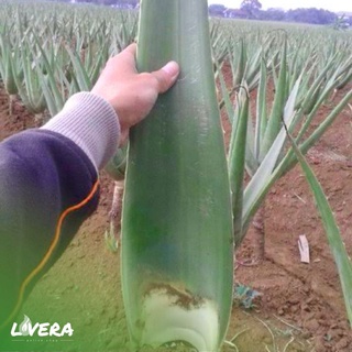 Pelepah Gel Lidah Buaya Grade Supermarket Super Jumbo Untuk Obat Shopee Indonesia