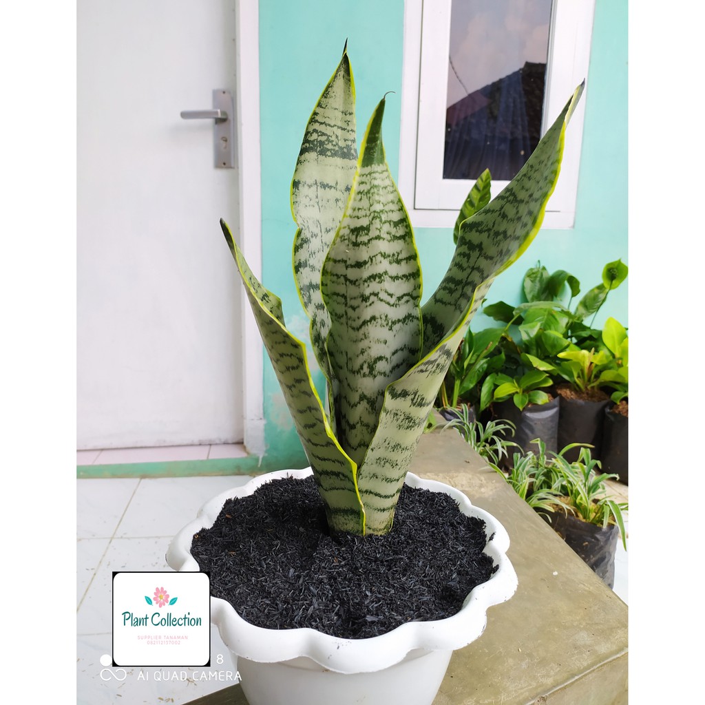 TANAMAN HIAS SANSEVIERIA  FUTURA SUPERBA