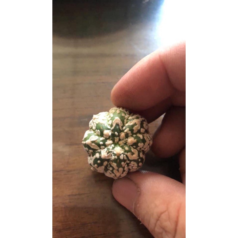 astrophytum kabuto v type potelan