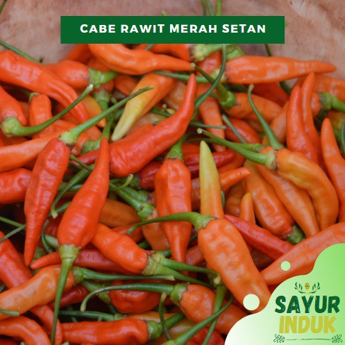 

Sayur Induk - Cabe Rawit Merah Setan 250 Gram Fresh Grade A Chili - Sayur Segar Murah