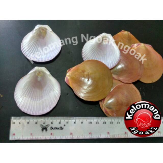 Cangkang Kerang Kipas Merah Tipis