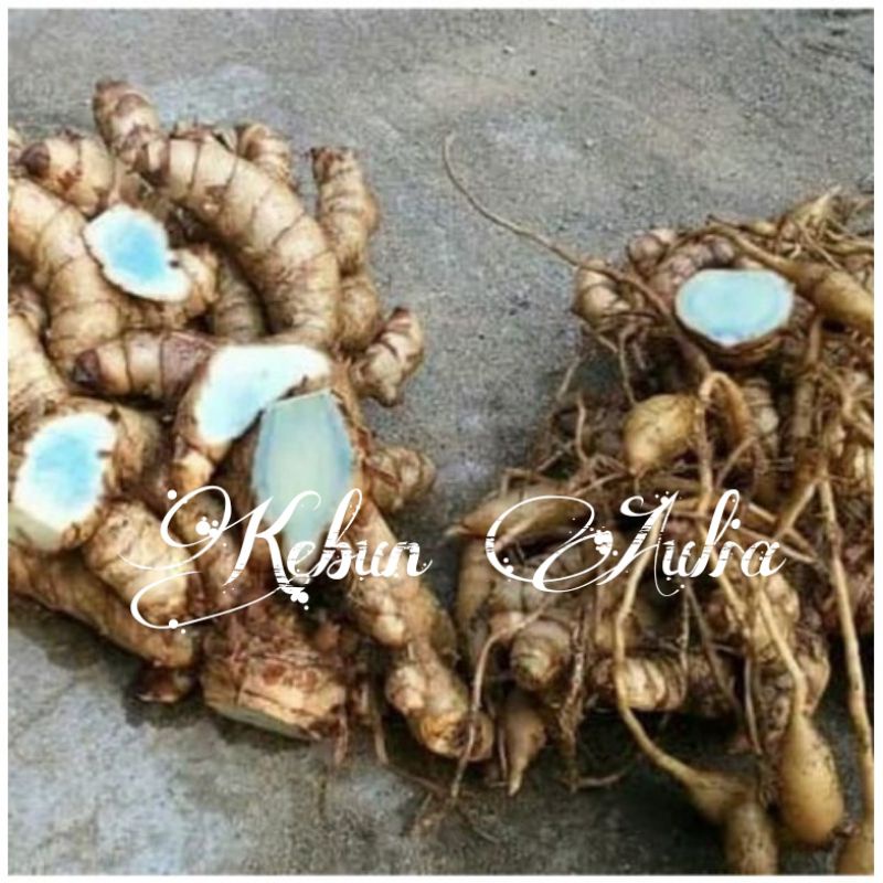 

Temu Ireng Segar 500gram murah