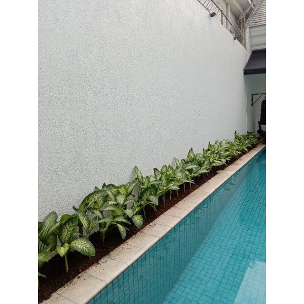 tanaman blanceng zebra - blanceng zebra