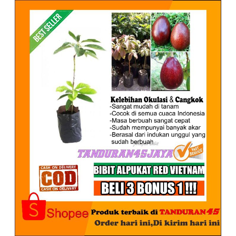 bibit alpukat red vietnam/bibit alpukat/alpukat