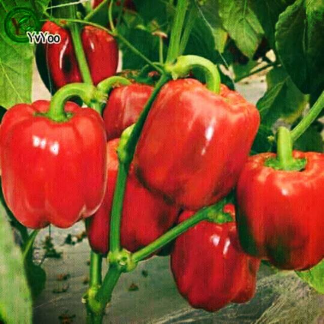 Benih paprika merah