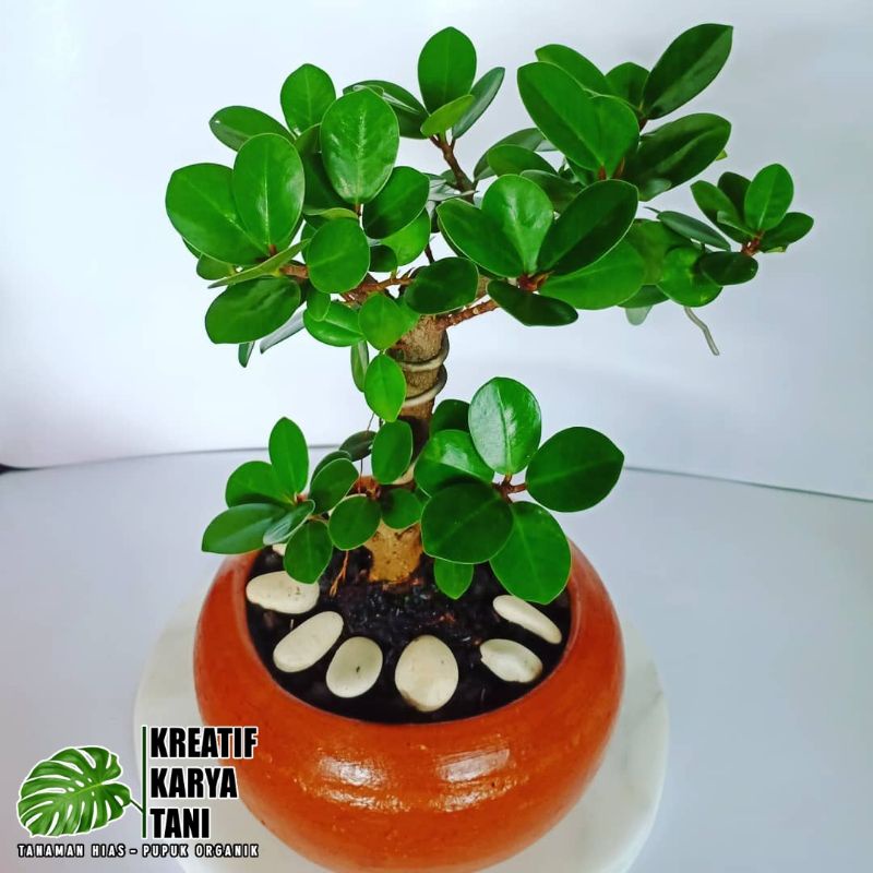 Tanaman hias beringin korea - Pohon beringin korea