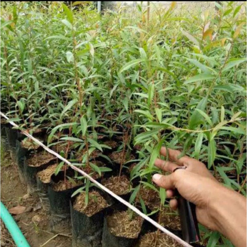 bibit kayu putih//minyak kayu putih