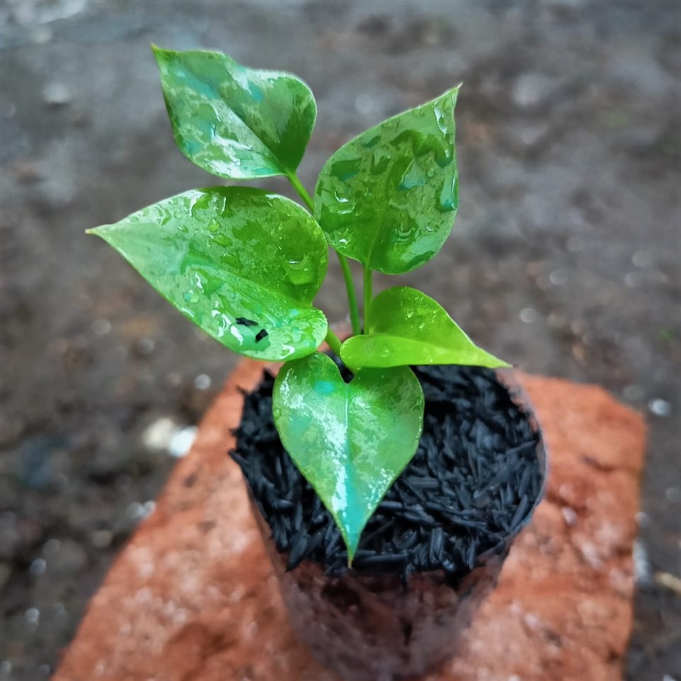 bibit anthurium gelombang cinta tanaman murah