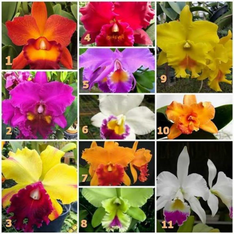 catleya dewasa impor