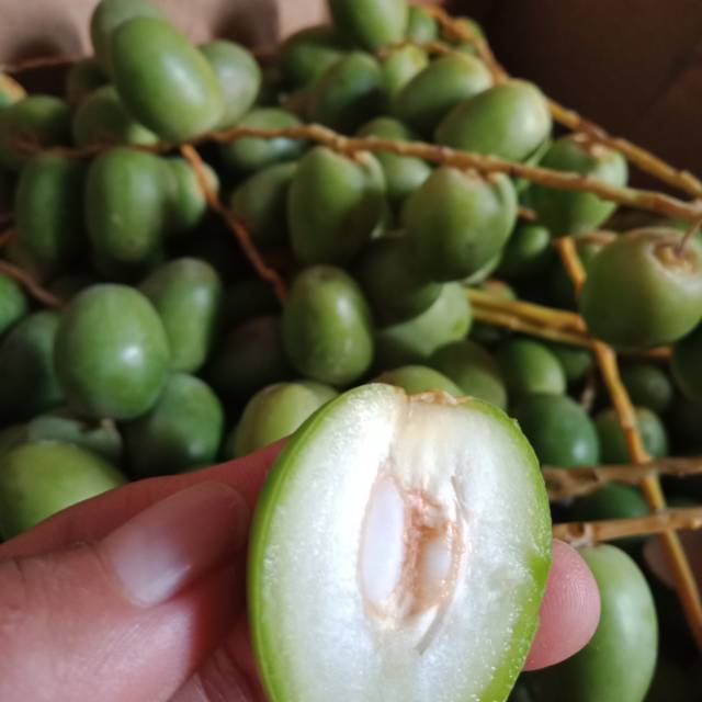 Kurma muda hijau 1Kg