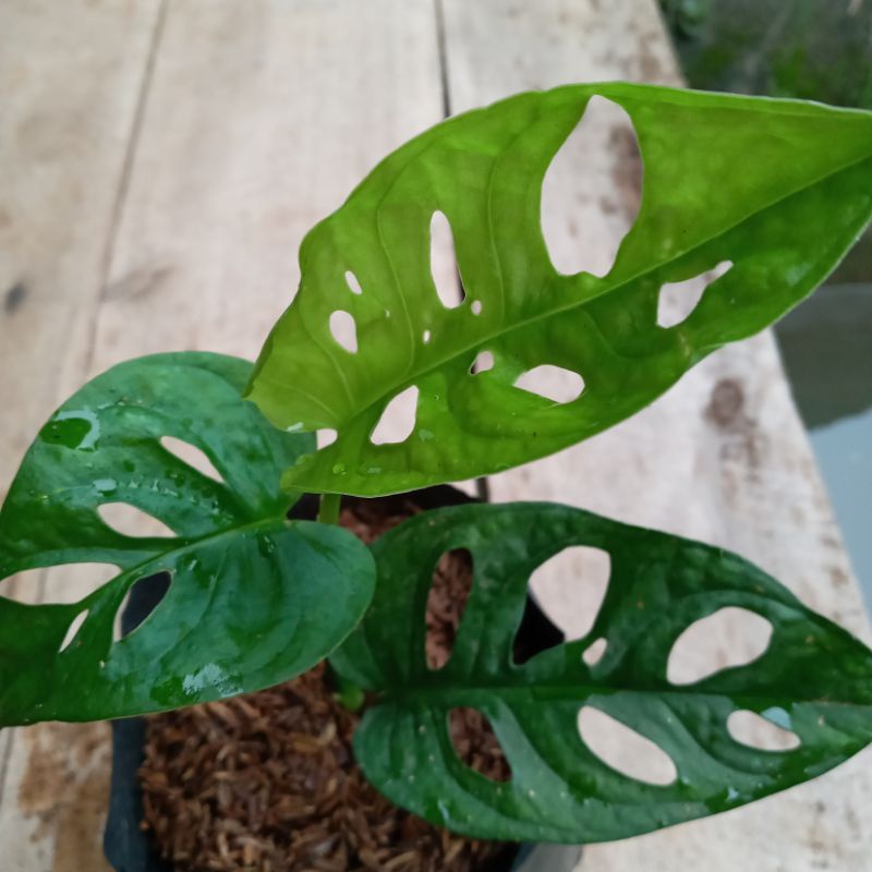 TANAMAN HIAS JANDA BOLONG / MONSTERA JANDA BOLONG / JANDA BOLONG MURAH / JANDA BOLONG GROSIR