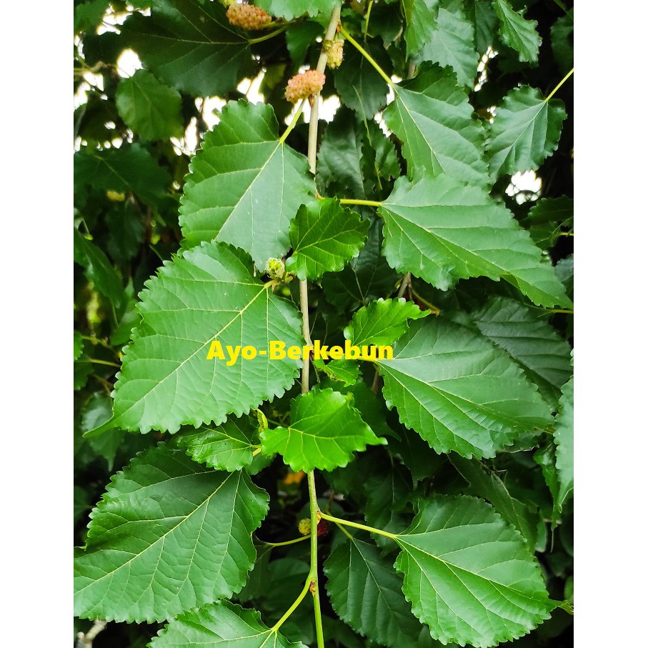 

Daun Murbei Segar 100 gr / Daun Arbei / Daun Mulberry / Mulberi / Murlberri / Mulberi / Daun Murbey