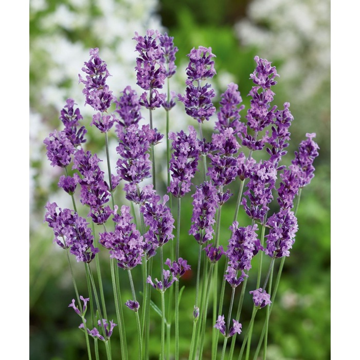 Benih-Bibit Bunga Lavender Mustead (Haira Seed)