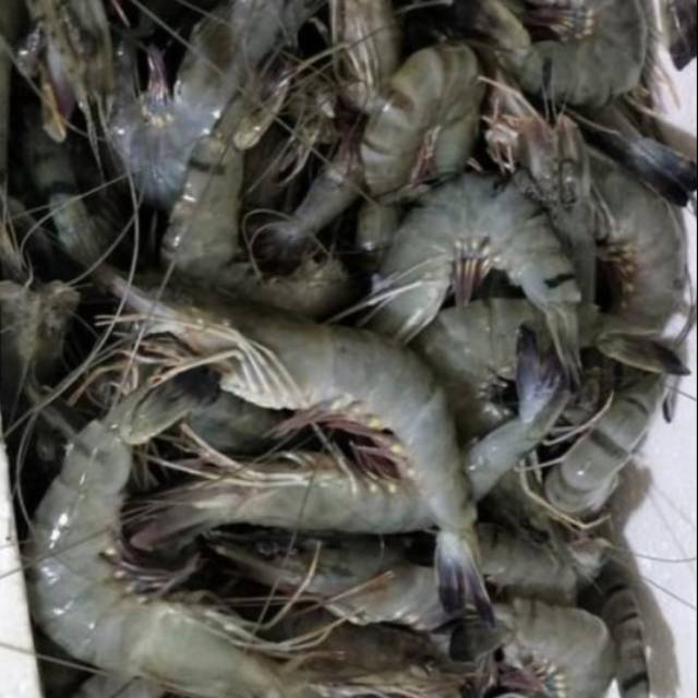 

Terlaris udang segar