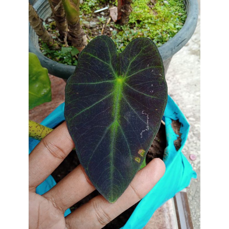 tanaman hias talas keladi Daun hitam ijo